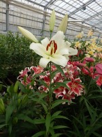 [4134 Massari No01.JPG]